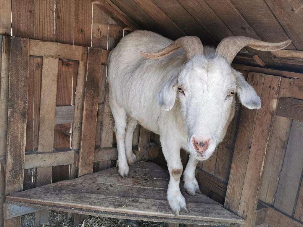 Heuhotel Beim GnadenhofMurrhardt エクステリア 写真